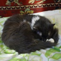 Спящий кот :: Николай Холопов