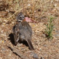 Red-crested Sparrow :: чудинова ольга 