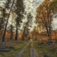 Дорога в осеннем лесу :: Aleksei Malygin 