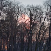 Зима в Михайловском саду :: Aнна Зарубина