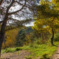 Палитра осени. :: Владимир Безбородов