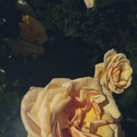 Розы :: Julia Volkova
