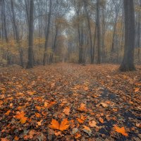 Осень в лесу :: Aleksei Malygin 