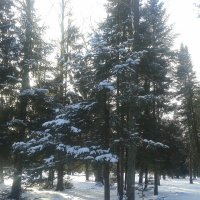 Зимний лес :: Сапсан 
