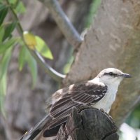 Chalk-browed Mockingbird :: чудинова ольга 