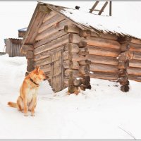 Пес Тиль у старой баньки. :: Марина Никулина