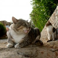 Коты Египта :: Сергей Порфирьев