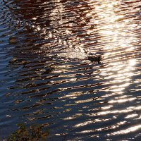 Золото осеннего заката на воде :: Екатерина Торганская