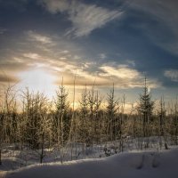 Утро на старой вырубке ... :: Va-Dim ...