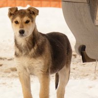 внимание :: Александр Прокудин