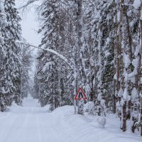 таёжная автотрасса... :: Сергей 