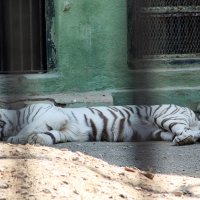 Белый тигр зоопарк г.Джунагар. :: maikl falkon 