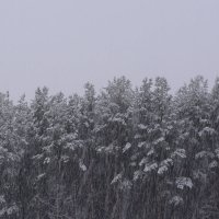 снег в лесу :: александр ратов