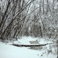 В зимнем лесу :: Сергей Форос