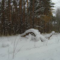 заснеженный лес :: Юлия Денискина