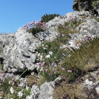 Небо, скалы и цветы :: Natalia Harries
