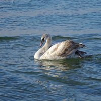 Лебеди на море в Янтарном :: Маргарита Батырева