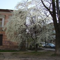 Весна   в    Ивано - Франковске :: Андрей  Васильевич Коляскин