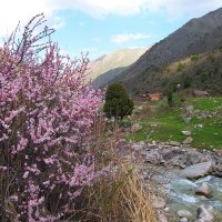Весна в горах Киргизии :: GalLinna Ерошенко