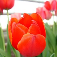 Tulipа World's Fire :: laana laadas