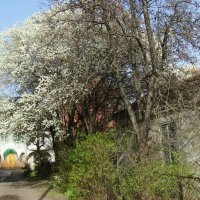 Весна   в   Ивано - Франковске :: Андрей  Васильевич Коляскин