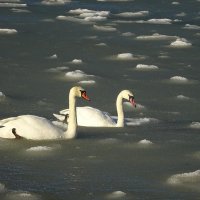 Лебеди на море :: Маргарита Батырева