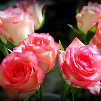 цветочные истории-розы для любимОЙ :: Олег Лукьянов