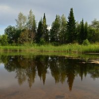 Июльский пруд :: Татьяна Соловьева