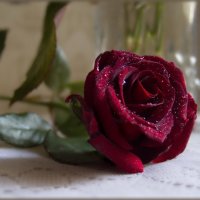 Красная роза, как яркое скерцо... :: Людмила Богданова (Скачко)