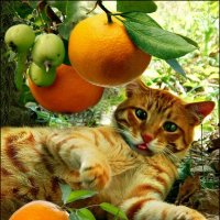 Апельсиновый кот :: Кай-8 (Ярослав) Забелин