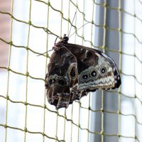Бабочка :: Ираида Мишурко