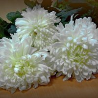 Три хризантемы :: Сергей Карачин