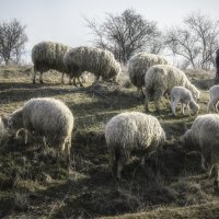 Истории мартовских пастбищ. :: Анатолий Щербак