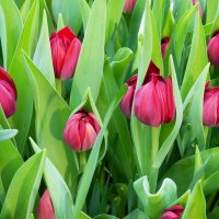 тюльпаны....природы искренний подарок,гонцы проснувшейся весны.... :: Galina Leskova