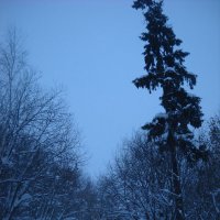 зима :: Александр Попков