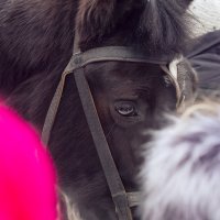 Печаль :: Евгения Гапотченко