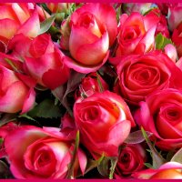 Розы, как вестник счастья и любви полёт ... :: Светлана Петошина