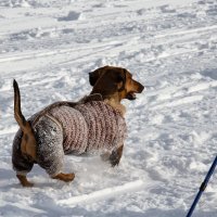 Самая быстрая собака на гонках :: Роман Дудкин