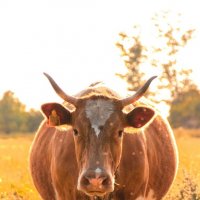 Корова из моей деревни :: Павел Груздев