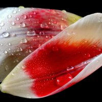 Foliola a tulip :: Dr. Olver  ( ОлегЪ )