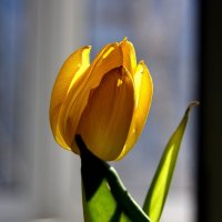 Желтые тюльпаны.. :: Валерия  Полещикова 