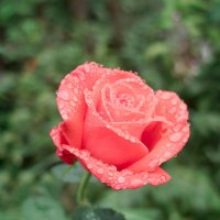 Дождливая роза. :: Андрий Майковский