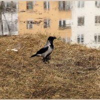 " Не поняла..! А лужа где?" :: Роланд Дубровский