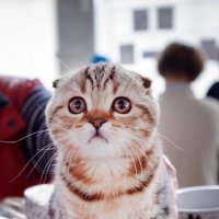 Выставка кошек :: Фотограф Наталья Рудич Новацкая