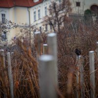 На королевских виноградниках Праги :: Павел Груздев