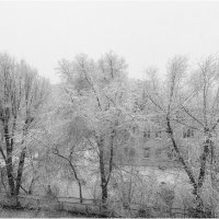 Деревья в снегу :: Александр Ширяев