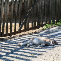 Усатый-полосатый :: Александра Романова 