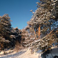 Зима не уступает... :: ВладиМер 