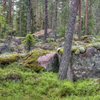 В сказочном лесу :: Константин 