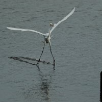 проверка тормозов :: Naum 